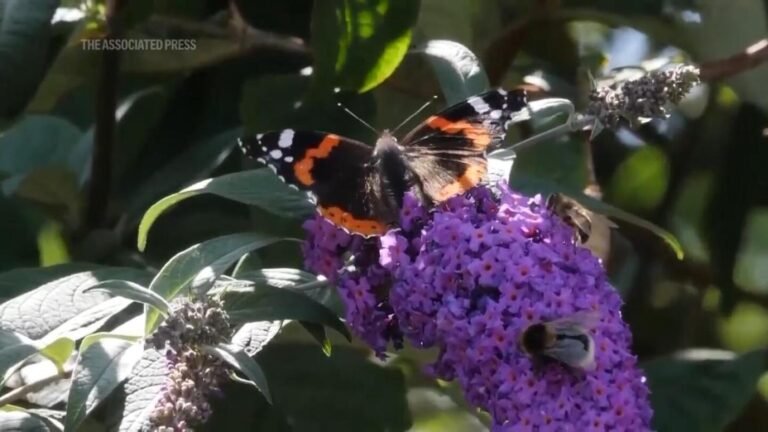 Butterflies in the UK decline to record low numbers