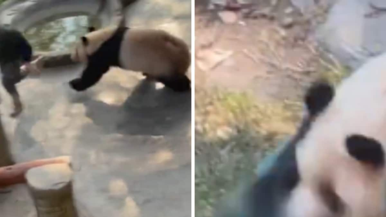 In Shocking Video, Giant Panda Chases And Attacks Zookeeper – News18