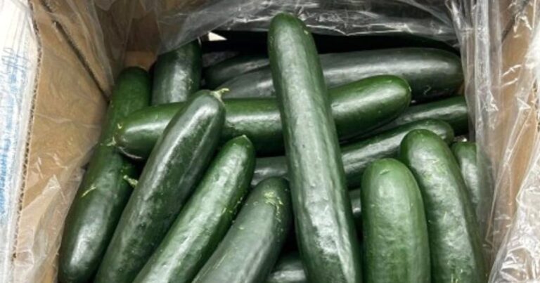 Cucumbers recalled in 26 states over possible salmonella contamination