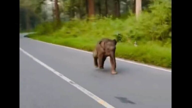 How A Baby Elephant’s Viral Video Has BJP & Congress Locking Horns Over Night Travel Ban In Bandipur Forest